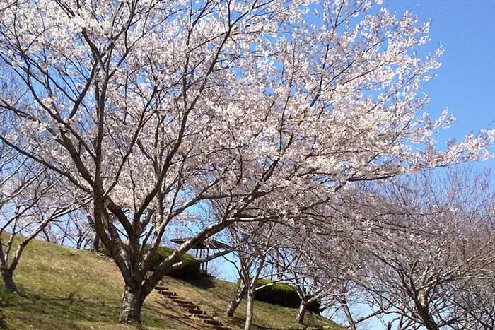 桜の風景