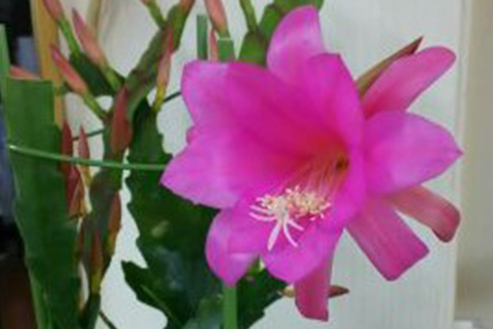 お花