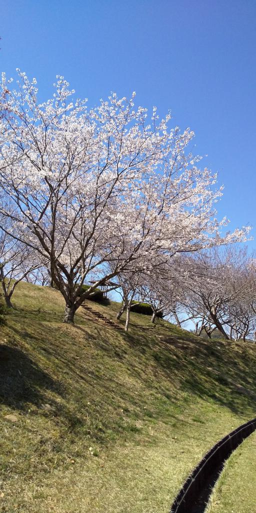 満開の桜