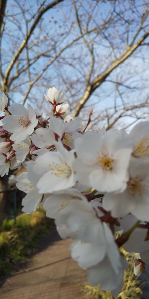 早くも満開迎える桜です