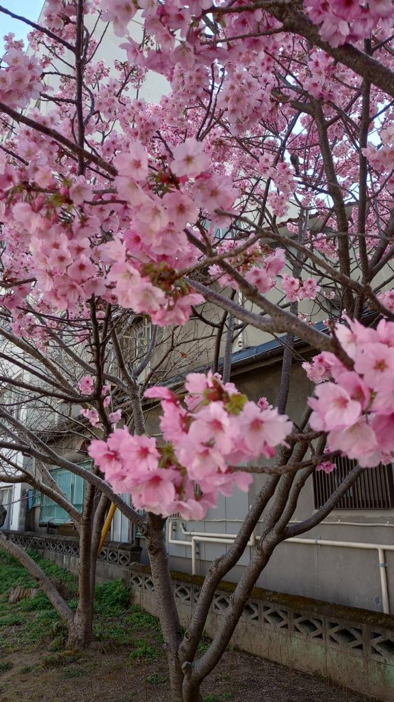 満開の桜